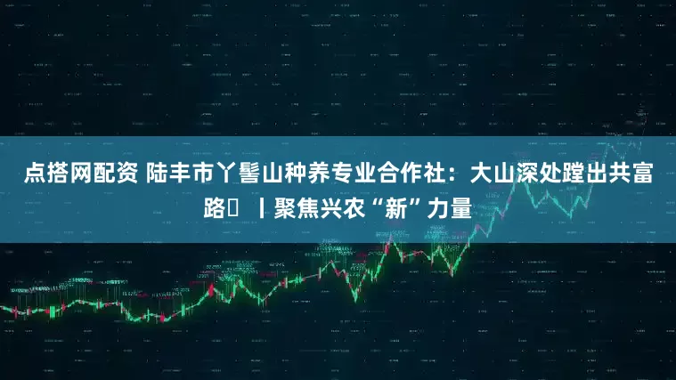 点搭网配资 陆丰市丫髻山种养专业合作社：大山深处蹚出共富路㉒丨聚焦兴农“新”力量